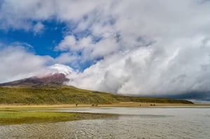 Cotopaxi horses