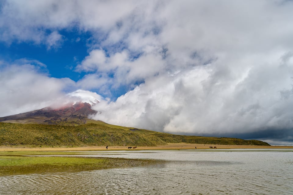 Cotopaxi horses