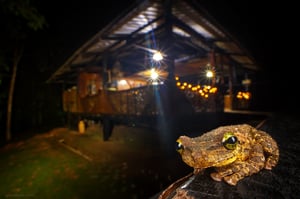 Ecuador Slender-legged Treefrog (Osteocephalus verruciger)