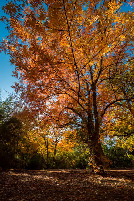 FallTrees