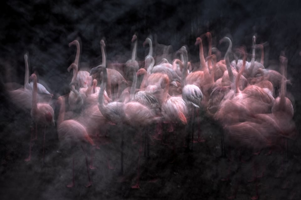 Flamingos_Jiří Hřebíček