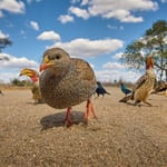 Francolin