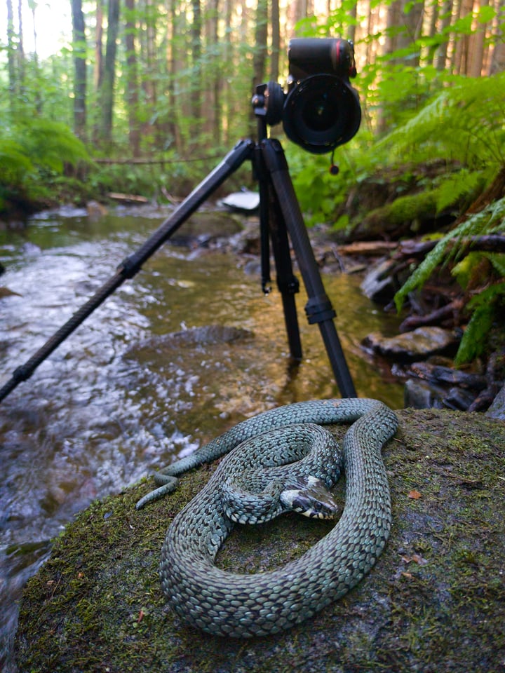 Grass snake and peak design tripod