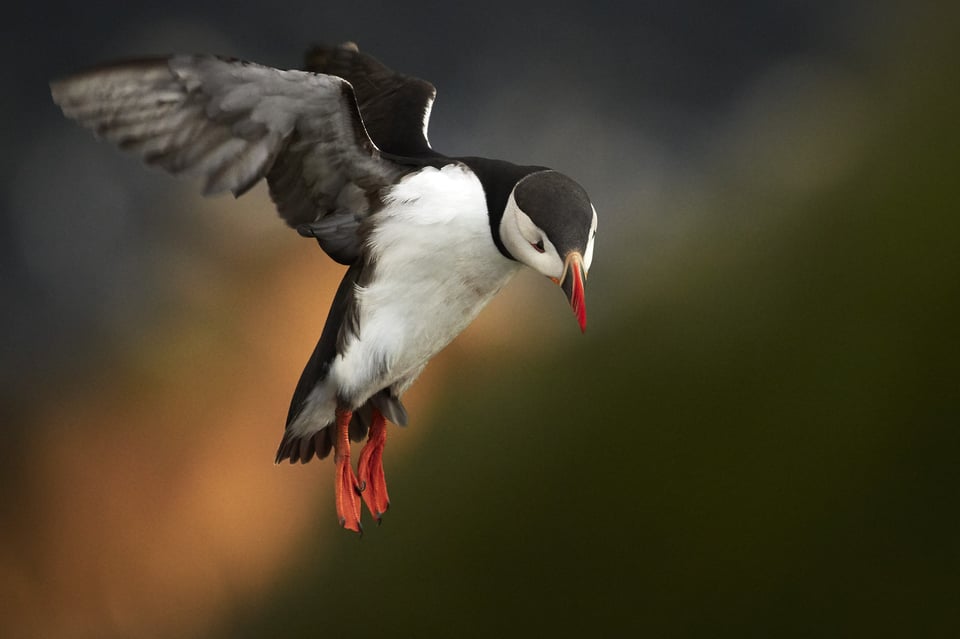 Atlantic Puffin_01