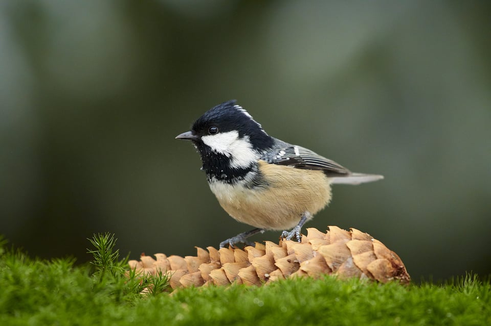 Coal Tit_02