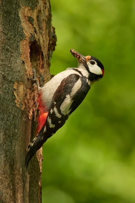 Spotted woodpecker_02