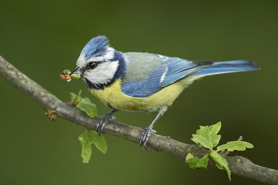 Blue tit_01