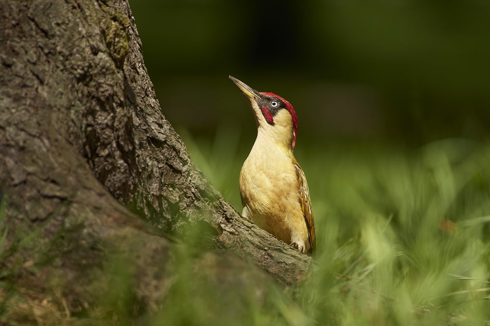 Green woodpecker_01