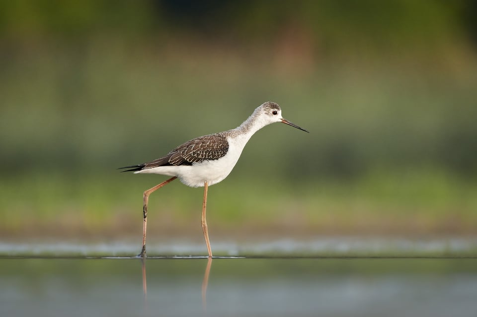 Black-winged Stilt_01