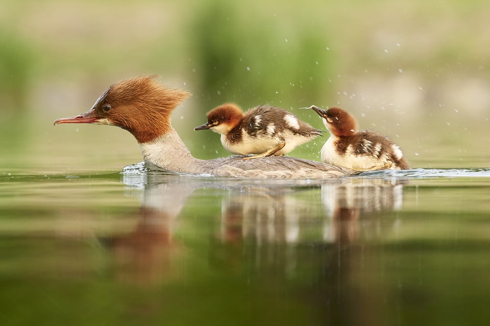 Common merganser with chick_02