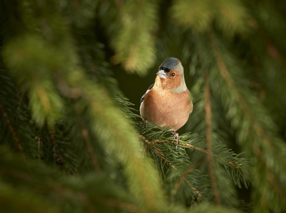Common Chaffinch_01