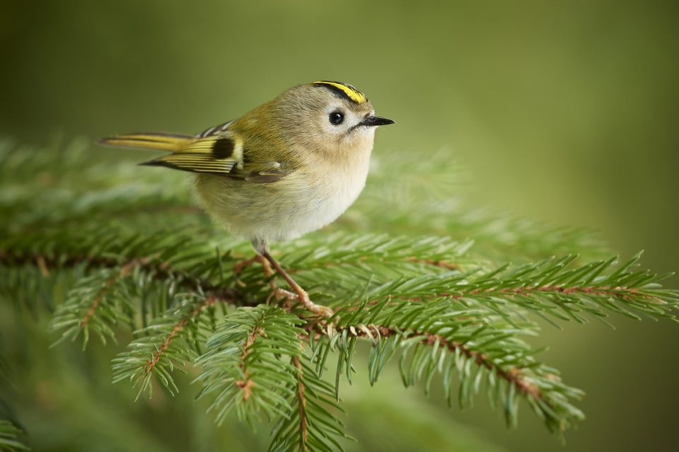 Goldcrest_01