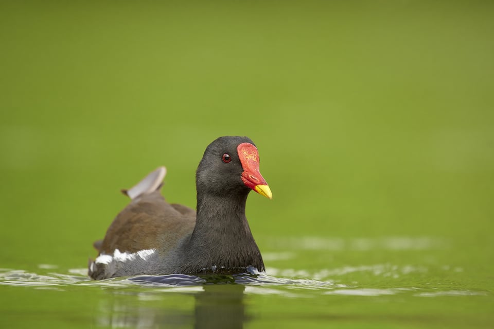 Common moorhen_01