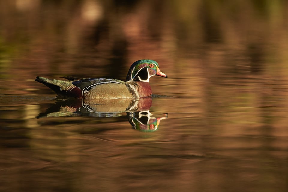 Wood Duck_01