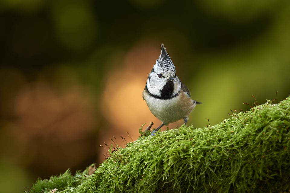 Crested tit_01