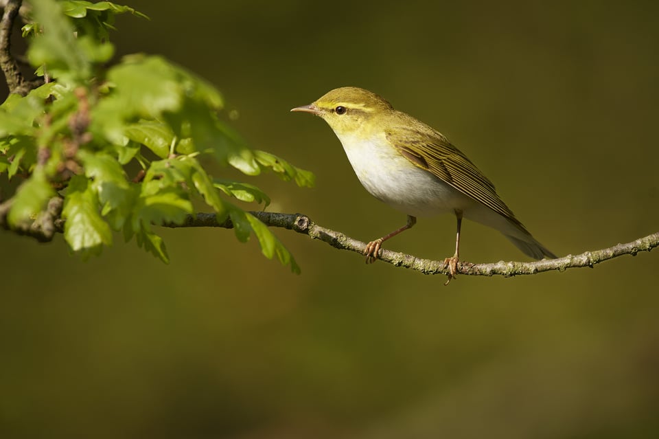 Wood Warbler_01