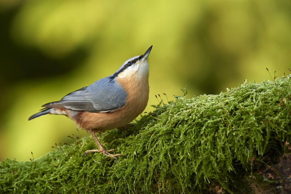 european nuthatch_01