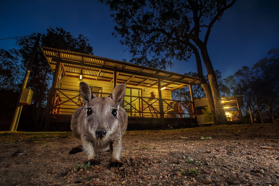 Mareeba rock-wallaby