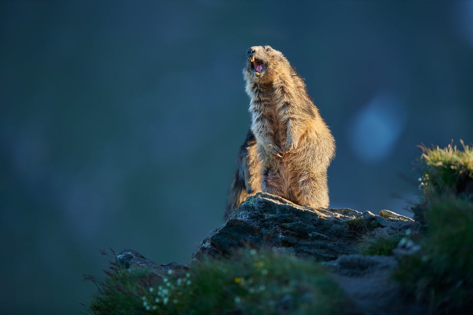 Marmot Grossglockner