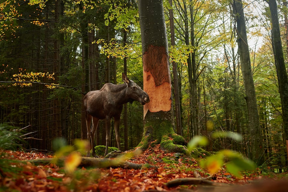 Moose wide angle