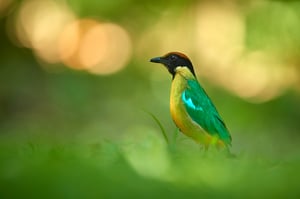 Noisy pitta