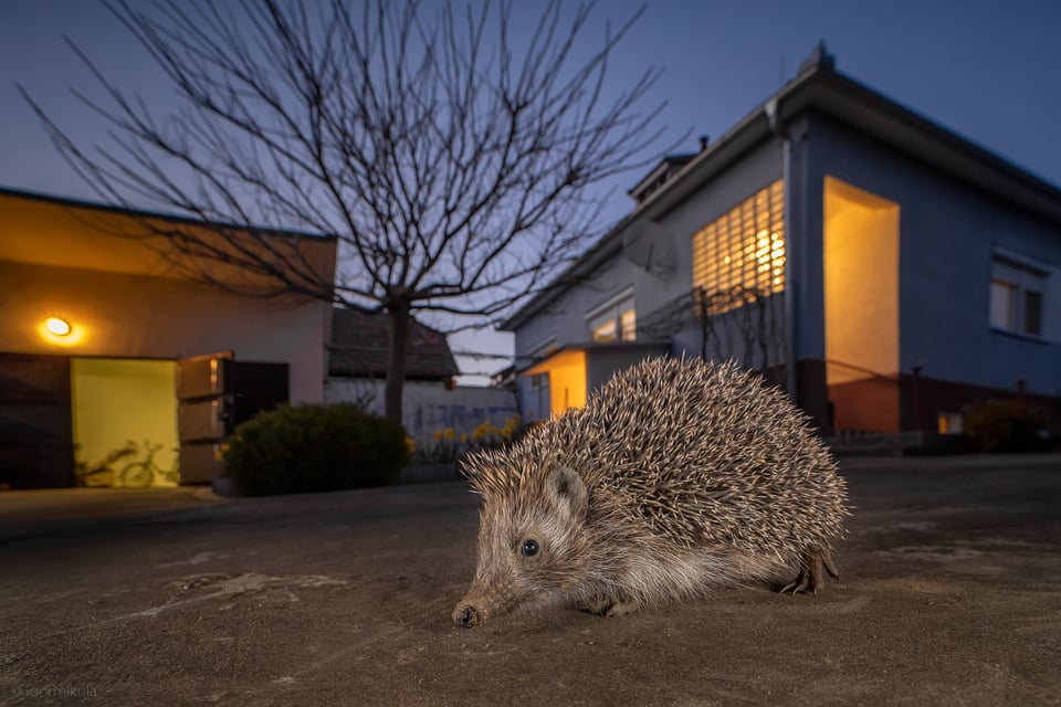 Northern white-breasted hedgehog