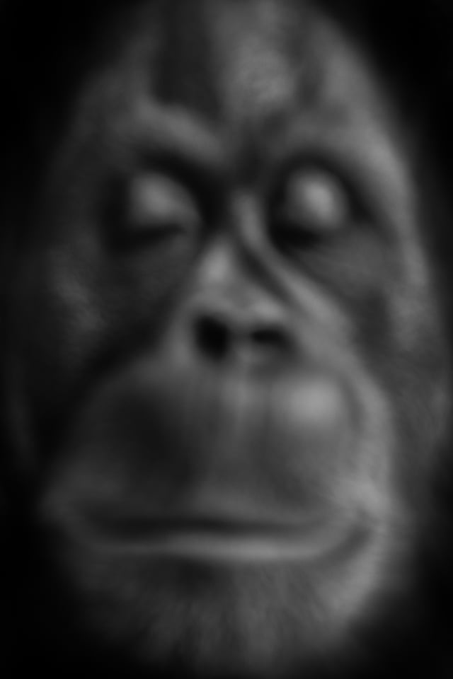 Orangutan_Jiří Hřebíček