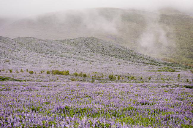 Purple Sea