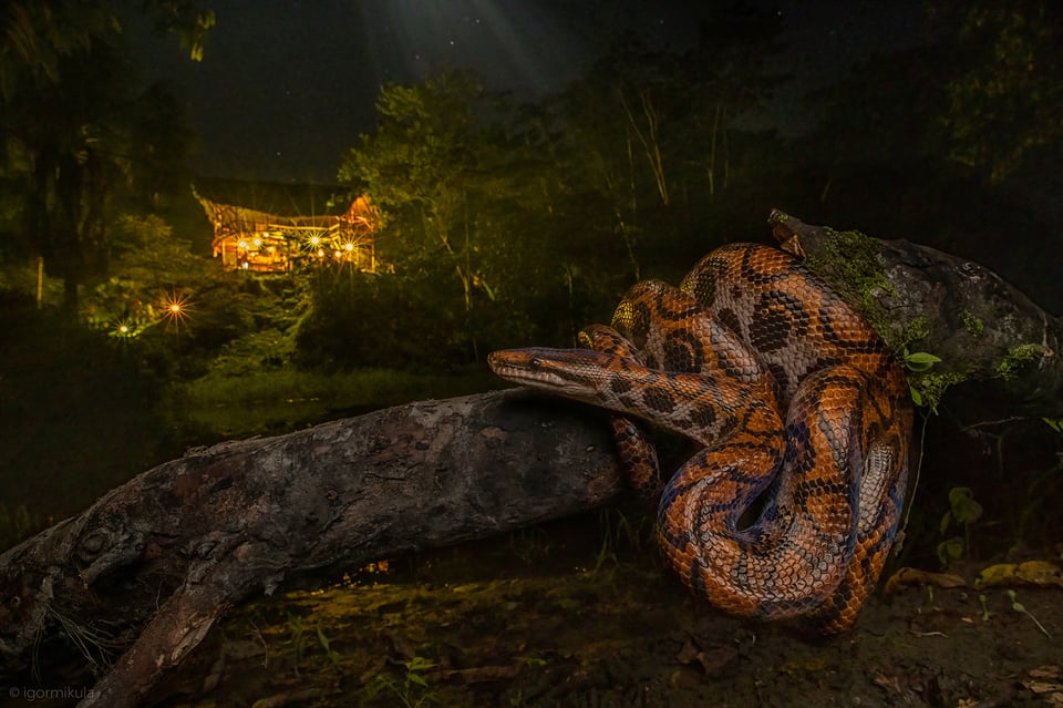 Rainbow Boa