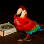 Red-and-green macaw_Peru