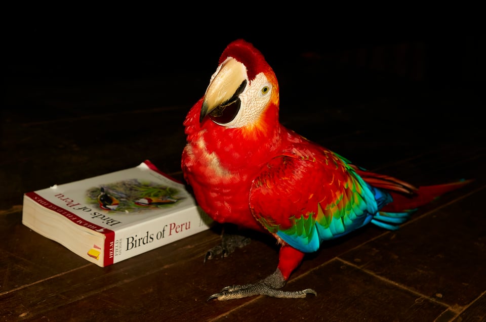Red-and-green macaw_Peru