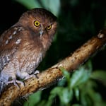Santa Marta Screech-Owl