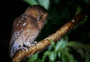 Santa Marta Screech-Owl