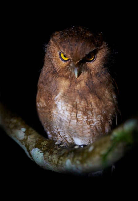 Santa Marta Screech-Owl_02