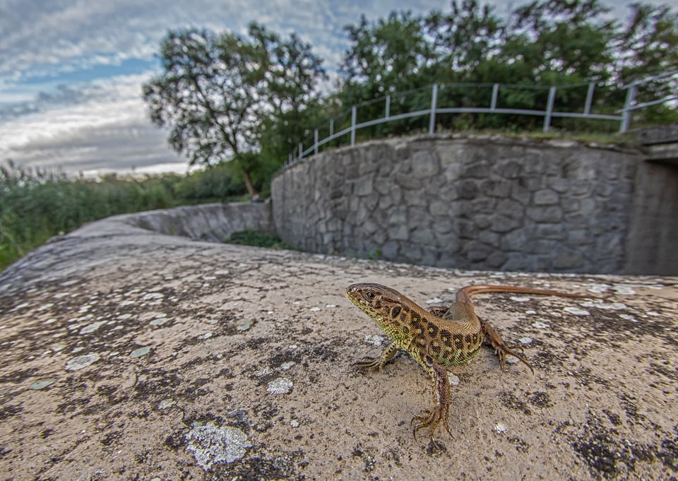 The Sand lizard