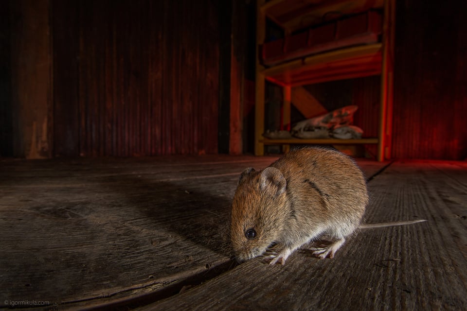 The bank vole