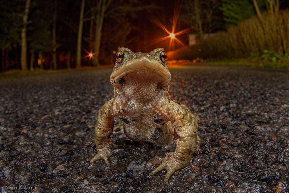 The common toad