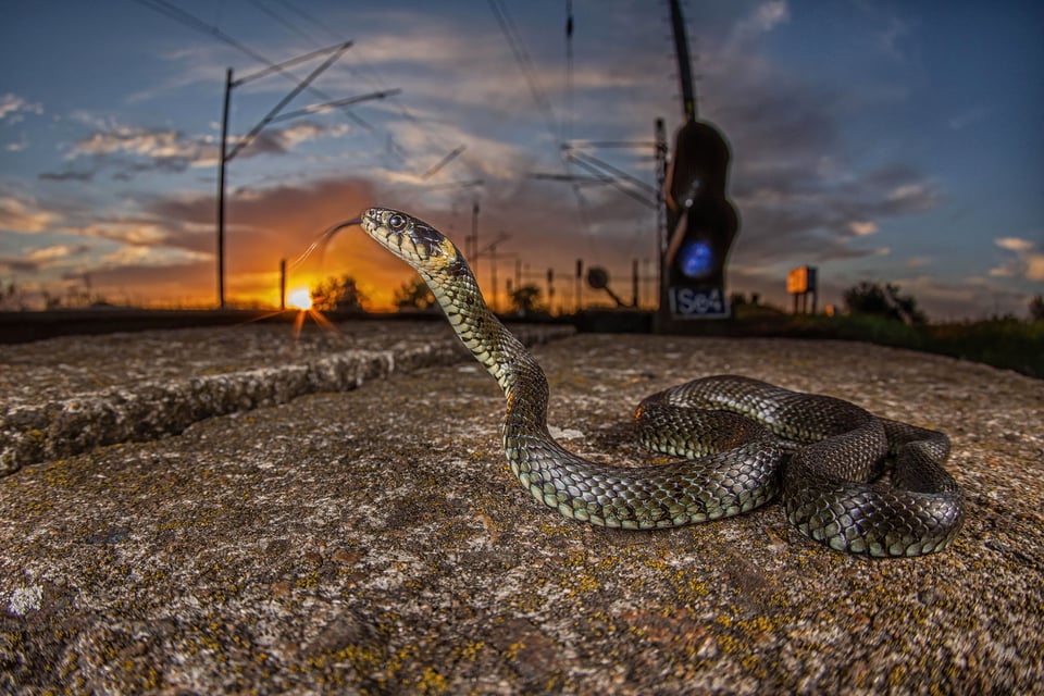 The grass snake