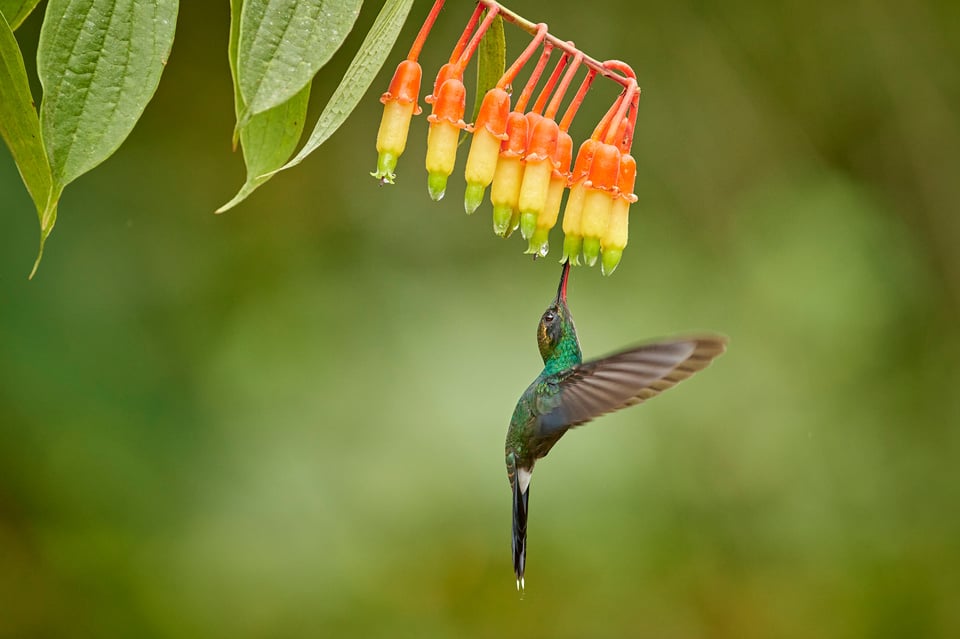 White-whiskered Hermit