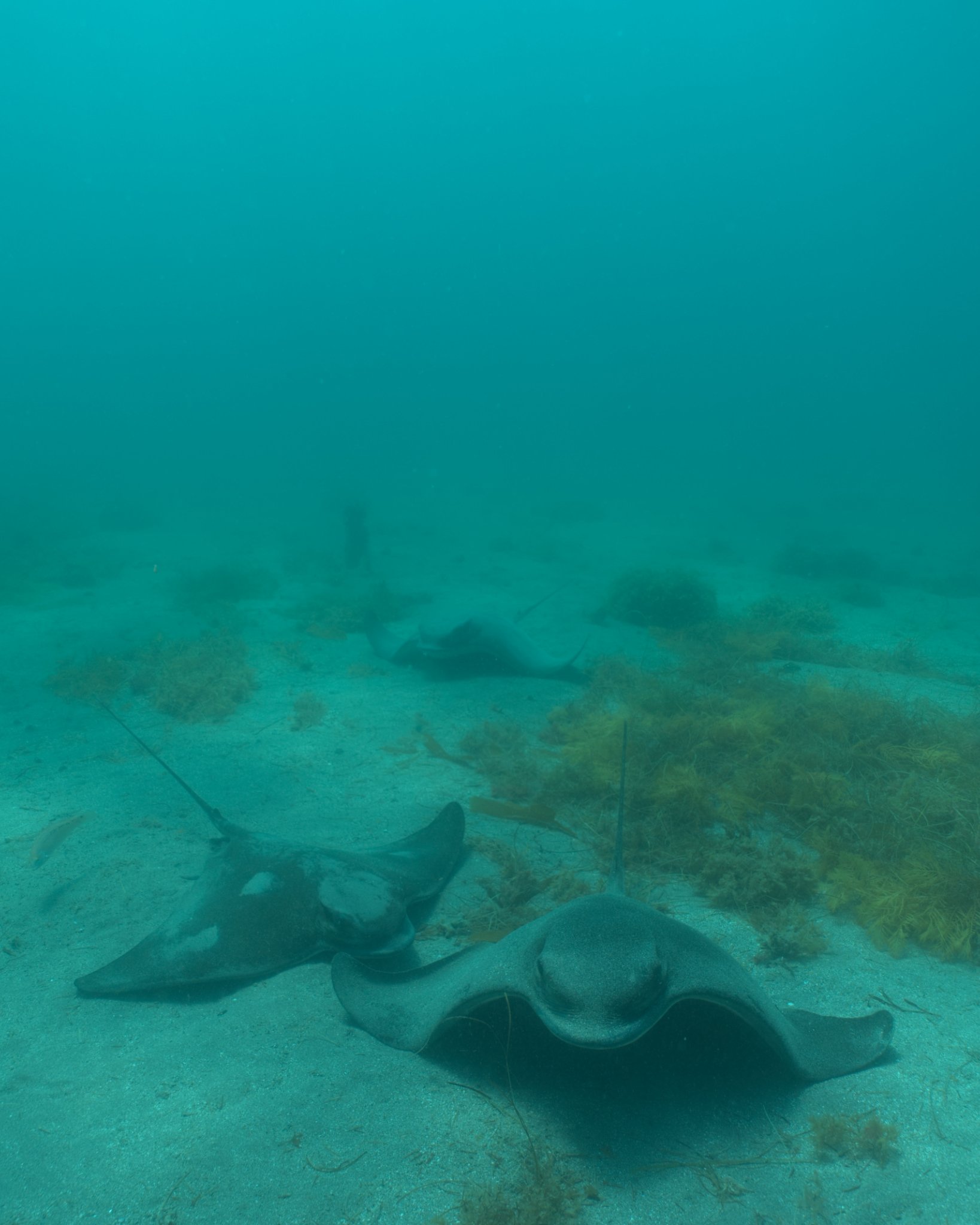 color grading underwater images in post process