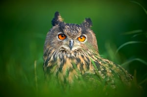 eagle owl