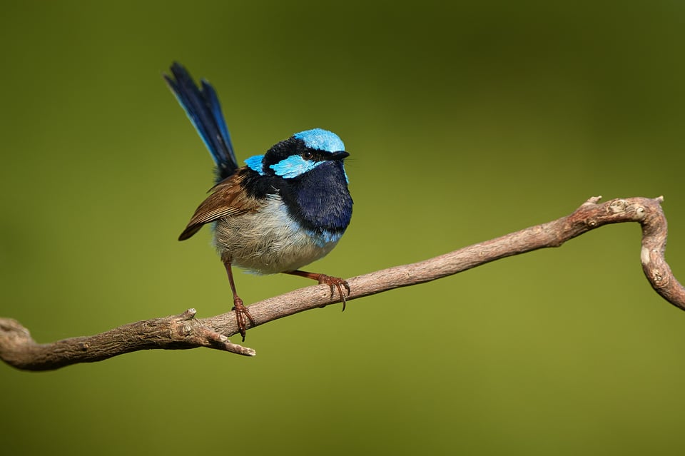 fairy-wren