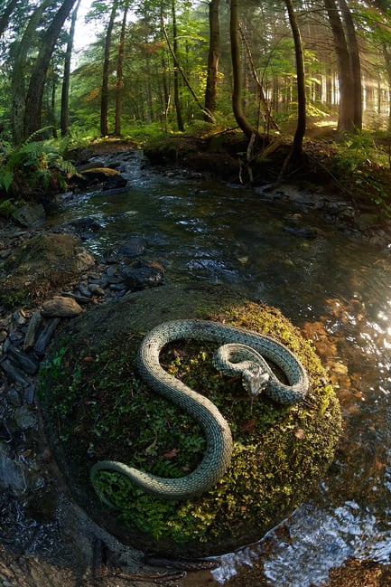 grass snake fisheye