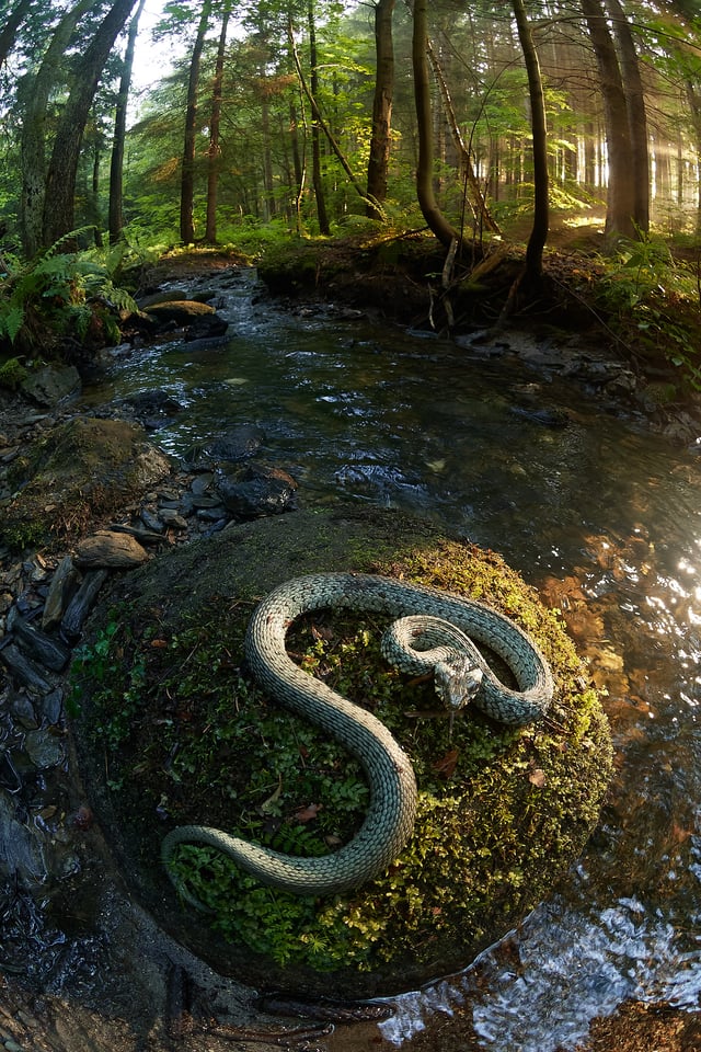 grass snake fisheye