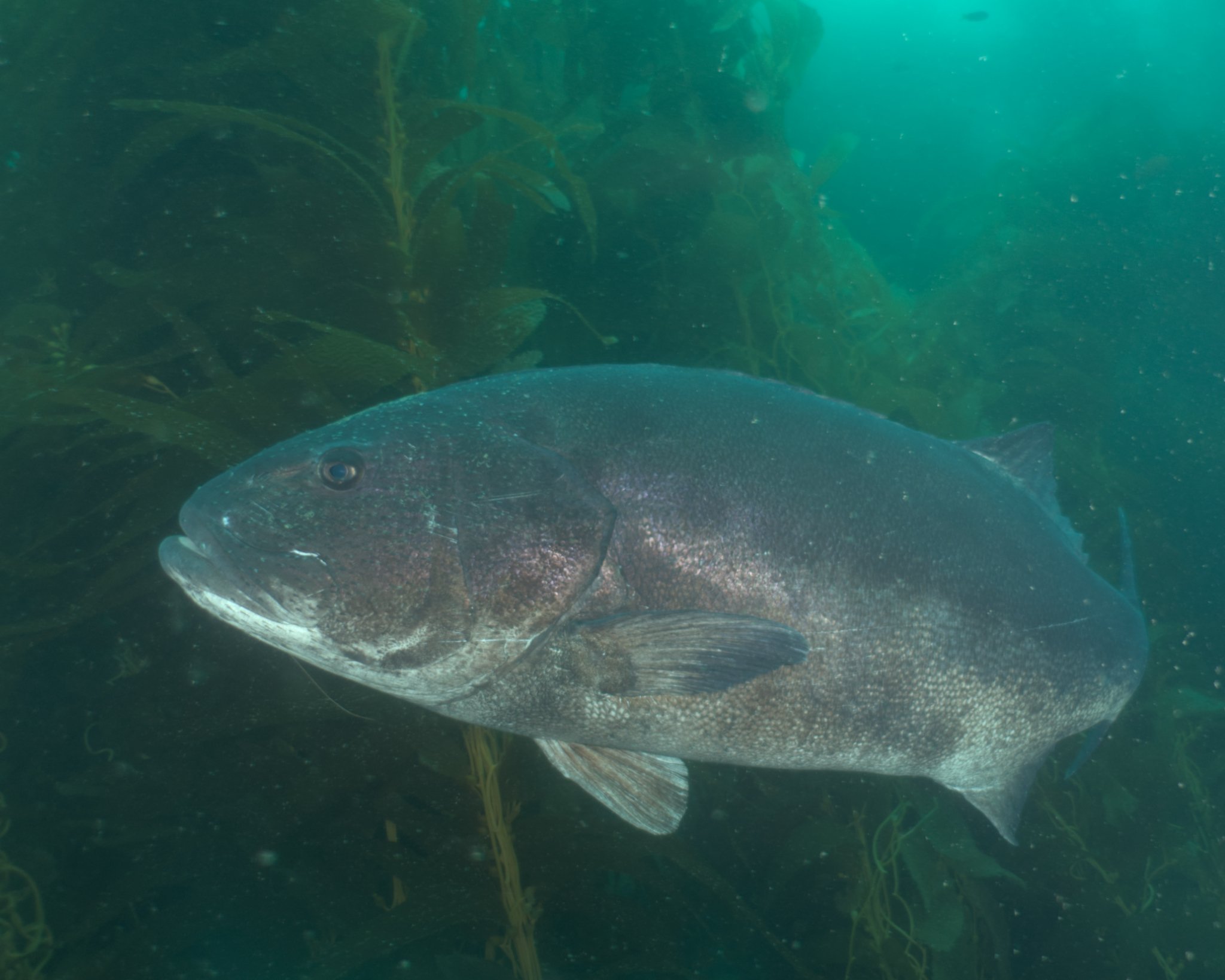 it is important to edit underwater photos