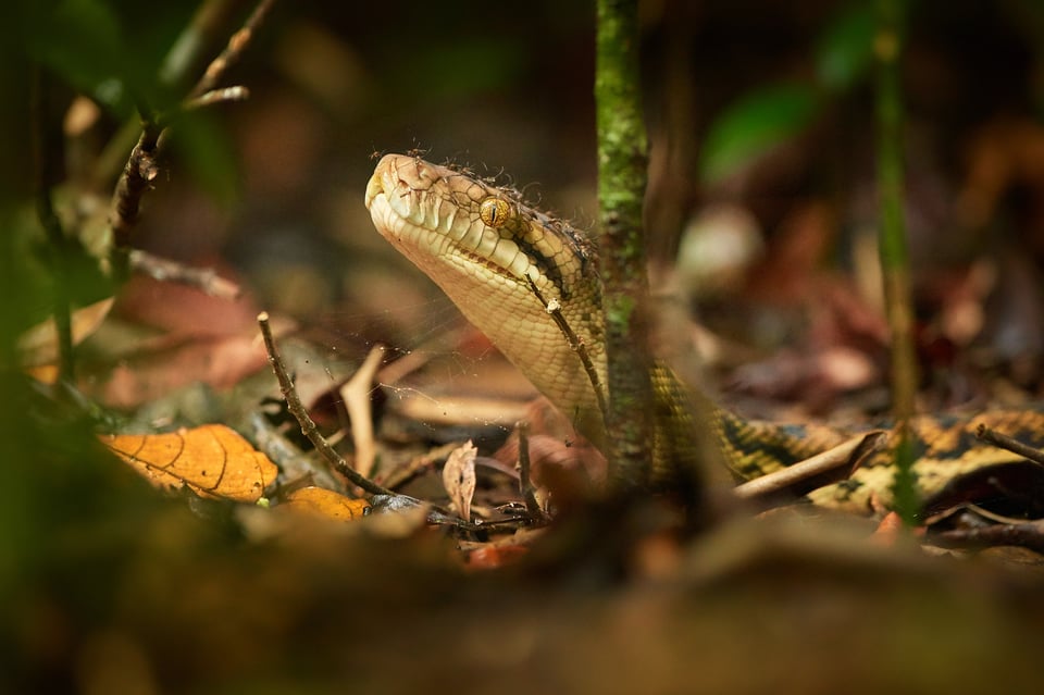 python with mosquitos