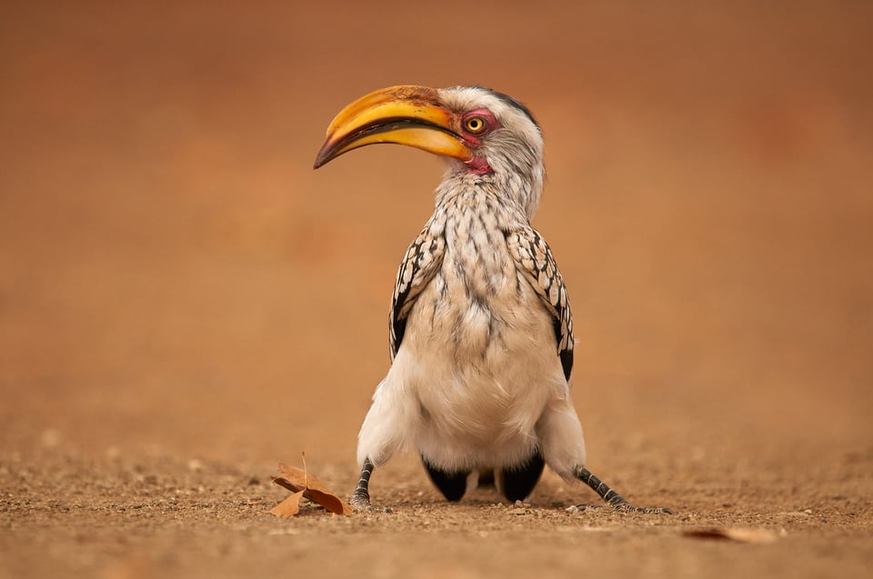 yellow billed hornbill II