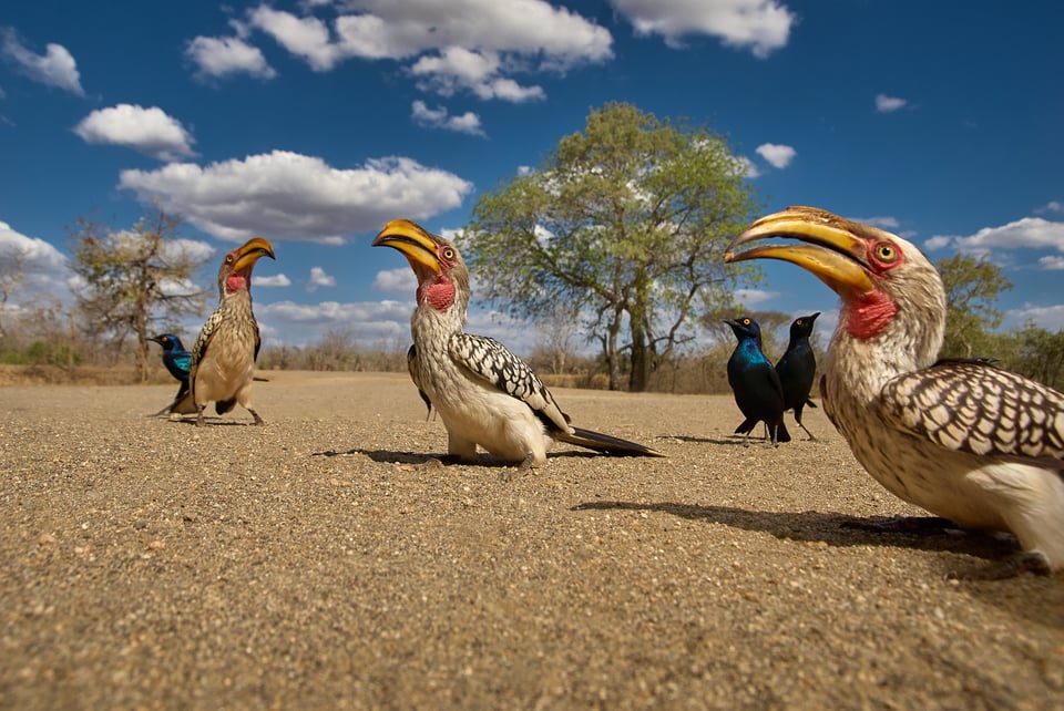 yellow billed hornbill