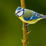 Blue Tit_edited