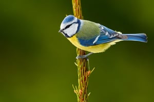 Blue Tit_edited